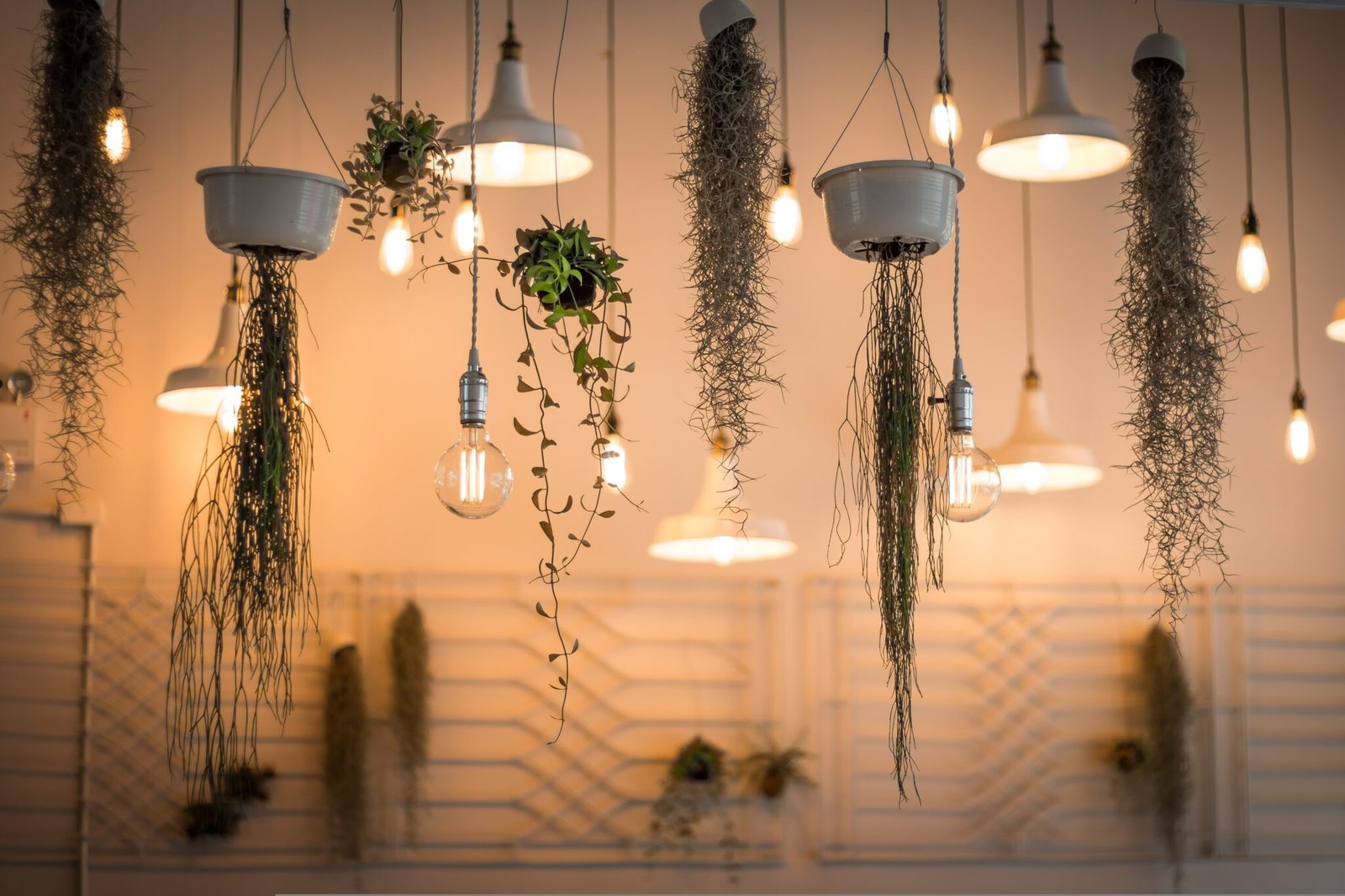 close-up of lights and plants